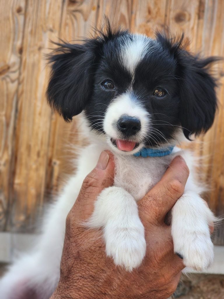 du Bois d'Eden - Chiots disponibles - Epagneul nain Continental (Phalène)