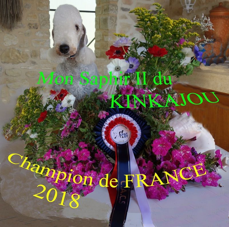 PARIS DOG SHOW 2019