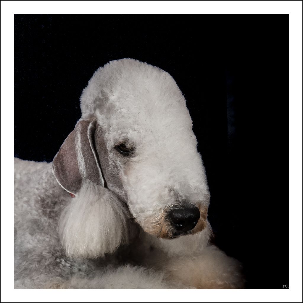 RÉSULTATS PARIS DOG SHOW