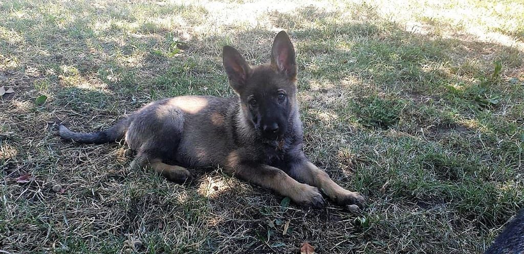 chiot femelle à vendre lignée travail