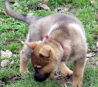 CHIOT