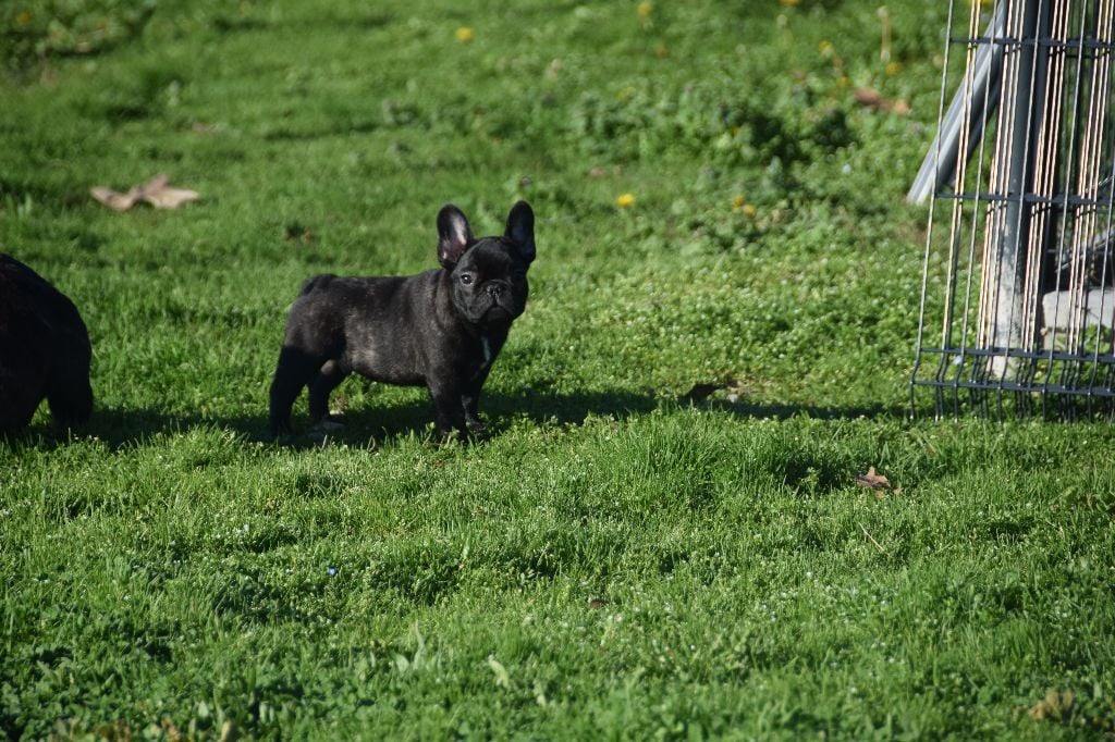 des bouilles de la Garonne - Chiots disponibles - Bouledogue français