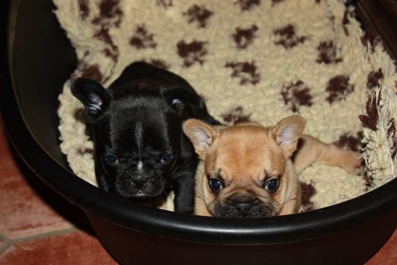 Chiot Bouledogue français des bouilles de la Garonne