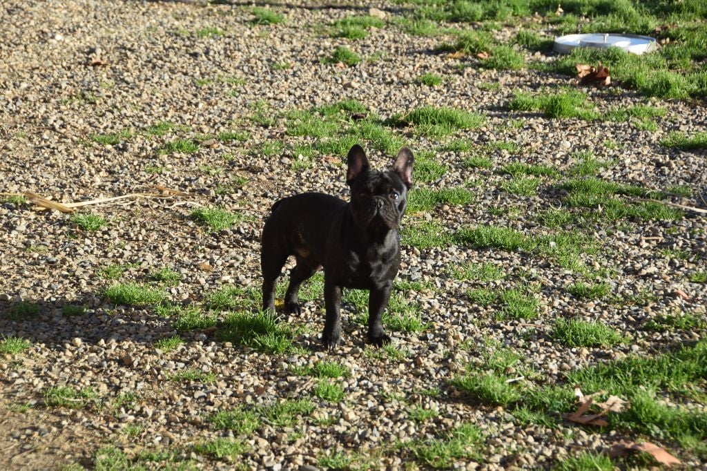 des bouilles de la Garonne - Chiots disponibles - Bouledogue français