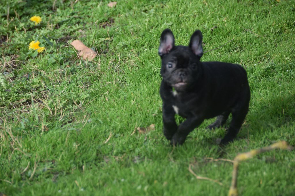 des bouilles de la Garonne - Chiots disponibles - Bouledogue français