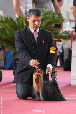 du Puy Doré - Nouveau  Champion International  Exposition de  Badajoz (Espagne)