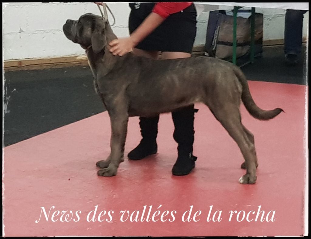 des vallées de la Rocha - Exposition de Rouen CACIB, spécial Cané Corso