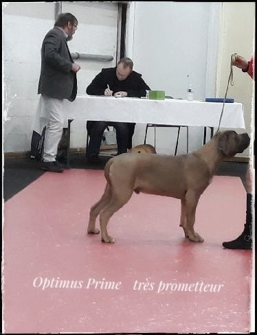 des vallées de la Rocha - Classe baby Rouen Décembre 2018 Spécial Cané Corso 