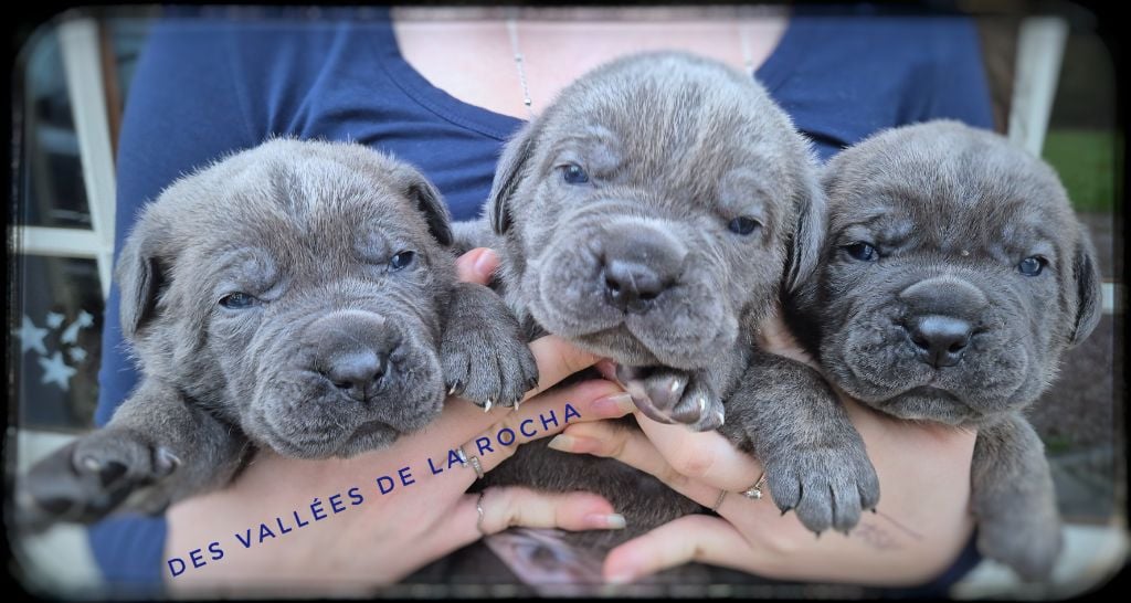 des vallées de la Rocha - Chiots disponibles - Cane Corso