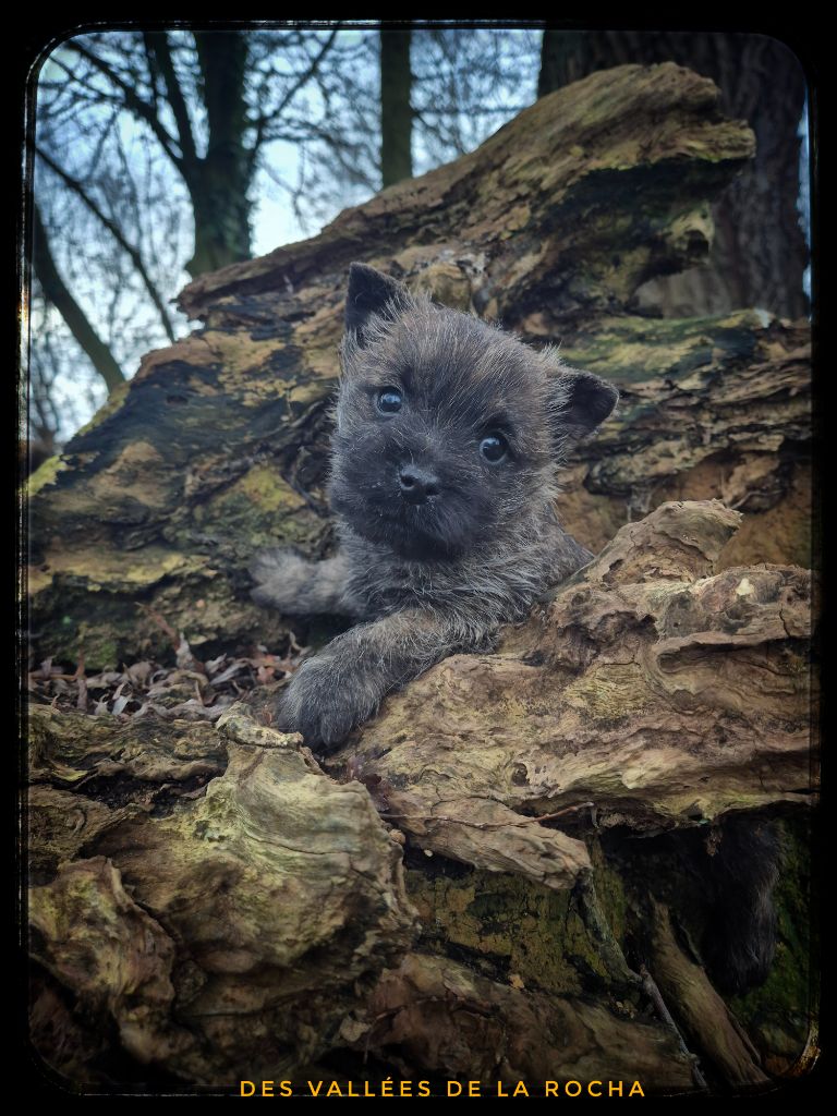 des vallées de la Rocha - Chiots disponibles - Cairn Terrier