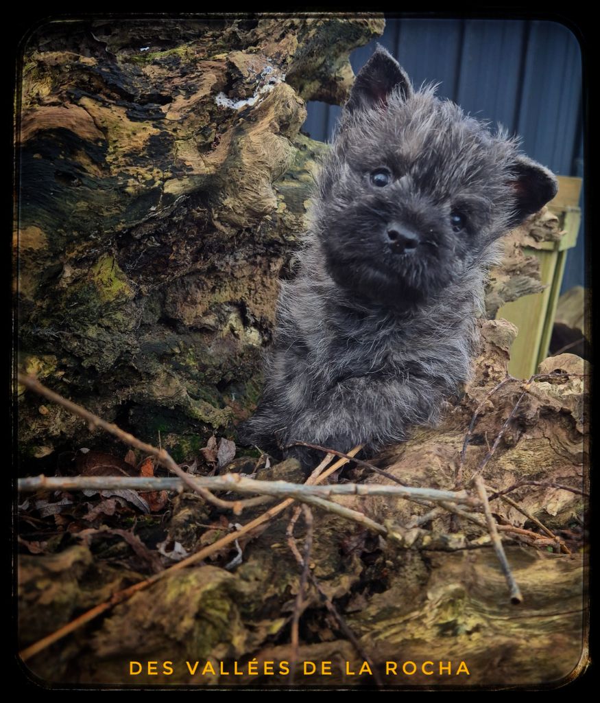 des vallées de la Rocha - Chiots disponibles - Cairn Terrier