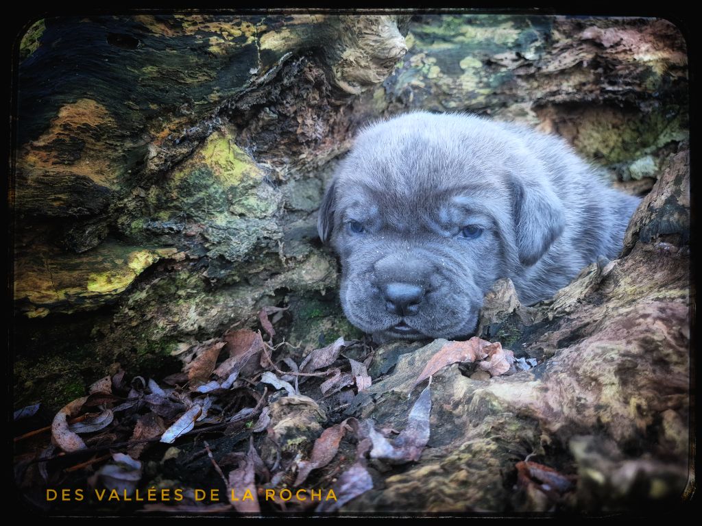 des vallées de la Rocha - Chiots disponibles - Cane Corso