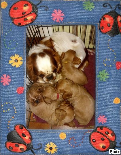 Chiot King Charles Spaniel de la Forêt de Ker Châlon