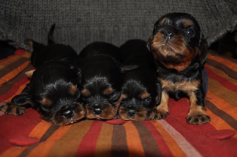 de la Forêt de Ker Châlon - Cavalier King Charles Spaniel - Portée née le 01/08/2015