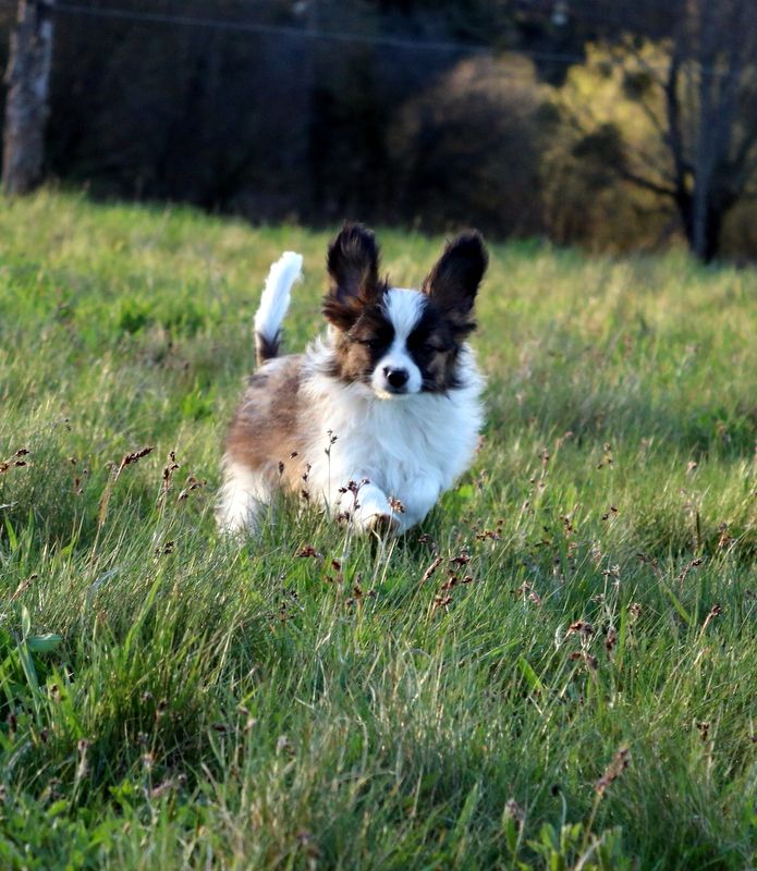 du Mazeroux de la Source Dorée - Chiots disponibles - Epagneul nain Continental (Papillon)