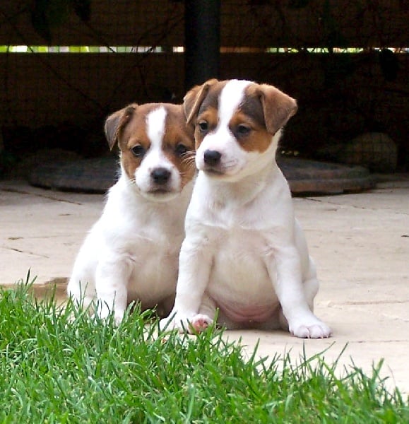 Chiot Jack Russell Terrier Jokister