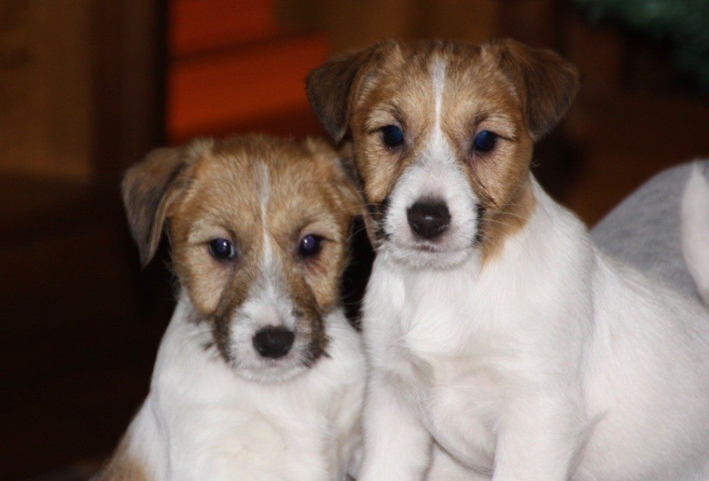 Jokister - Jack Russell Terrier - Portée née le 15/10/2017