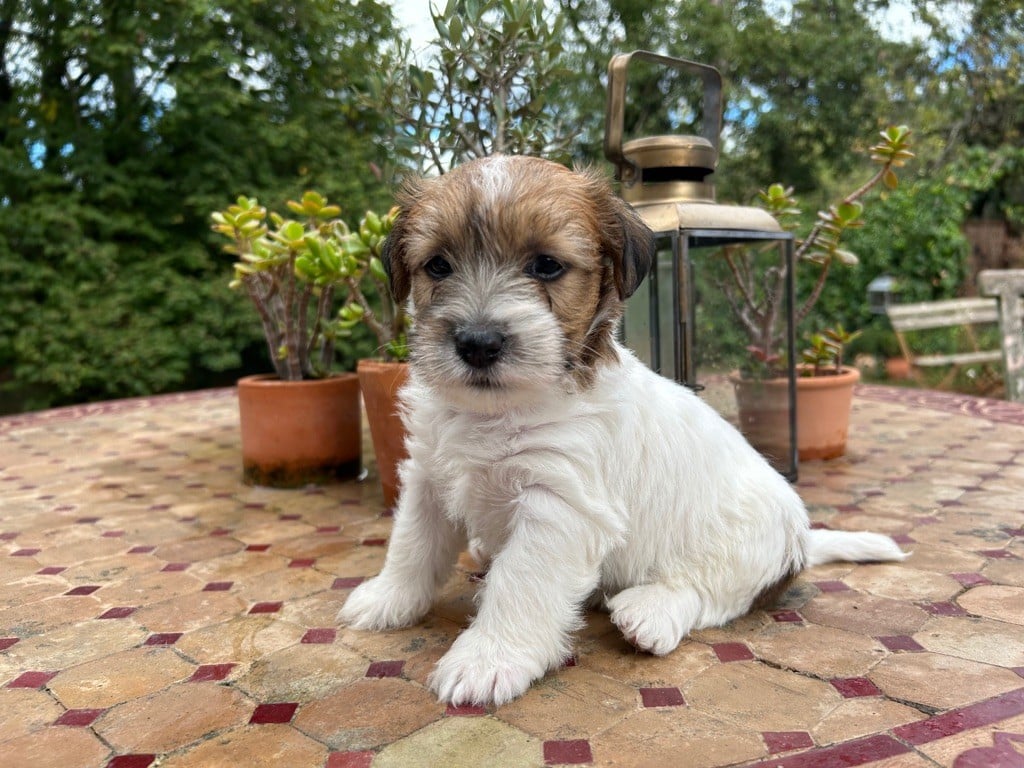 Jokister - Chiots disponibles - Jack Russell Terrier