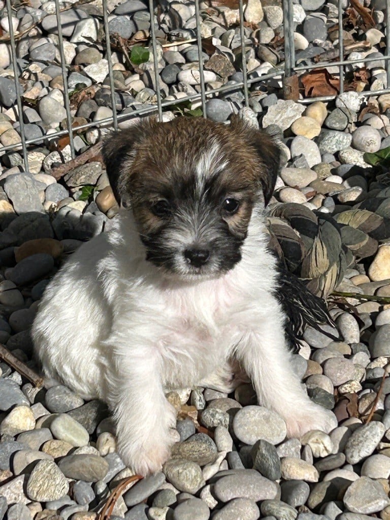 Jokister - Chiots disponibles - Jack Russell Terrier