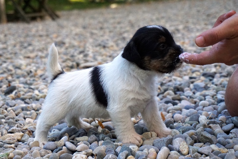 Chiot Jack Russell Terrier Jokister