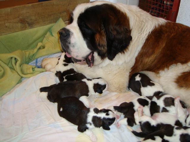 De font buis de la chenaie - Chien du Saint-Bernard - Portée née le 09/11/2010