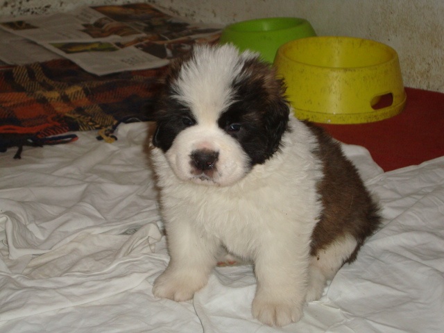 De font buis de la chenaie - Chien du Saint-Bernard - Portée née le 06/10/2013