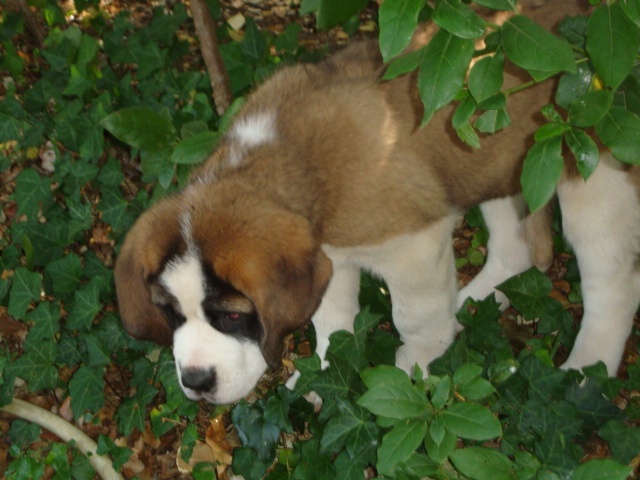 De font buis de la chenaie - Chien du Saint-Bernard - Portée née le 27/04/2010