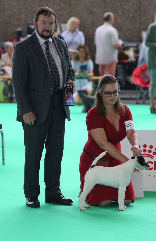 Wry n'Wise - World Dog Show 2018