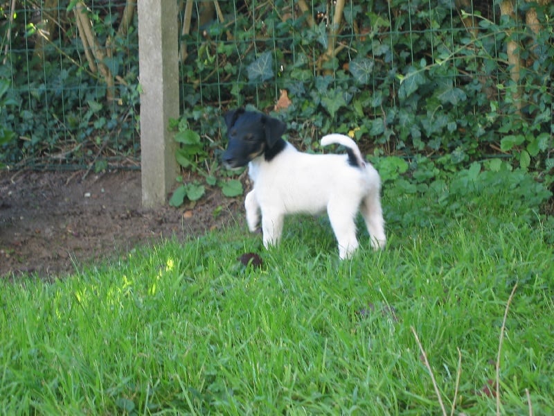 Wry n'Wise - Fox Terrier Poil lisse - Portée née le 23/07/2011