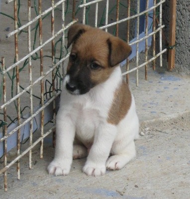 Wry n'Wise - Fox Terrier Poil lisse - Portée née le 07/09/2009