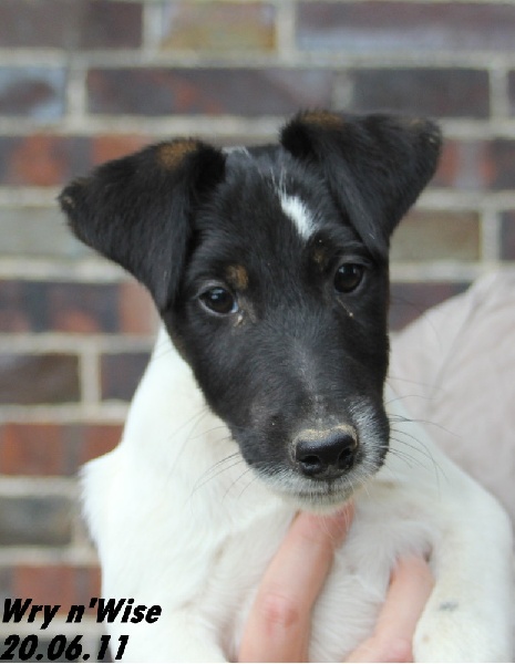 Wry n'Wise - Fox Terrier Poil lisse - Portée née le 25/03/2011