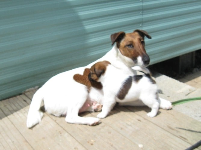 Wry n'Wise - Fox Terrier Poil lisse - Portée née le 06/05/2010