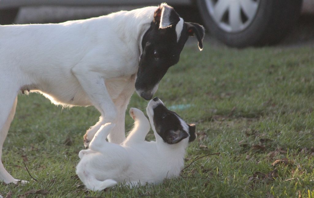 Wry n'Wise - Fox Terrier Poil lisse - Portée née le 03/10/2023