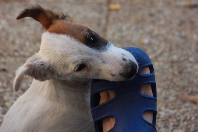 Chiot Fox Terrier Poil lisse Wry n'Wise