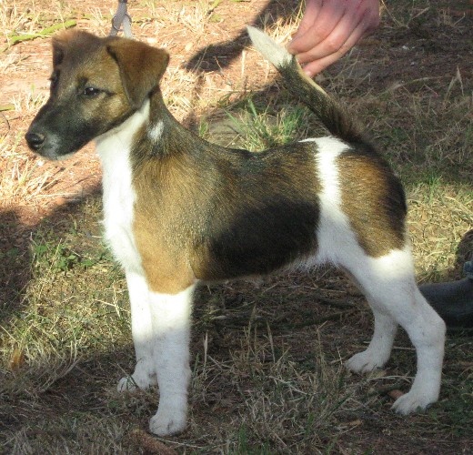 Wry n'Wise - Fox Terrier Poil lisse - Portée née le 03/07/2009