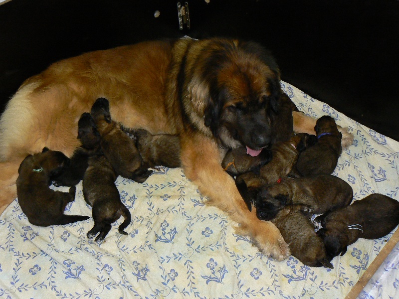 des lions de la ferronniere - Leonberger - Portée née le 10/03/2009