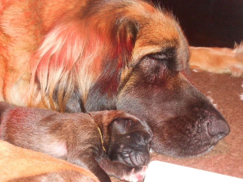 des lions de la ferronniere - Leonberger - Portée née le 13/03/2012