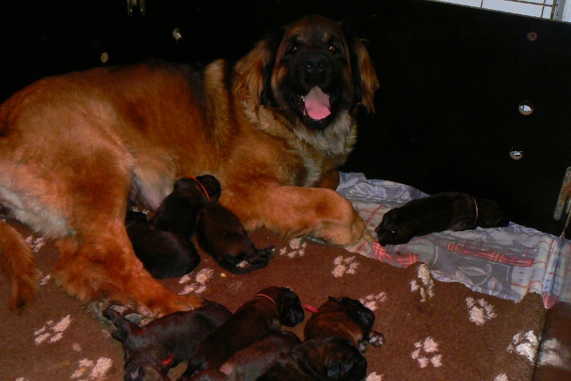 des lions de la ferronniere - Leonberger - Portée née le 28/01/2012