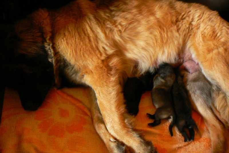 Chiot Leonberger des lions de la ferronniere