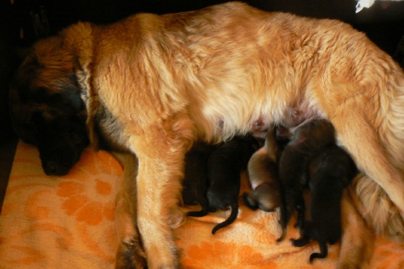 des lions de la ferronniere - Leonberger - Portée née le 02/05/2012