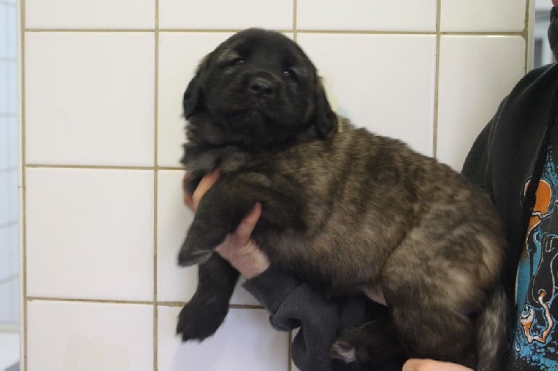 des lions de la ferronniere - Chiots disponibles - Leonberger