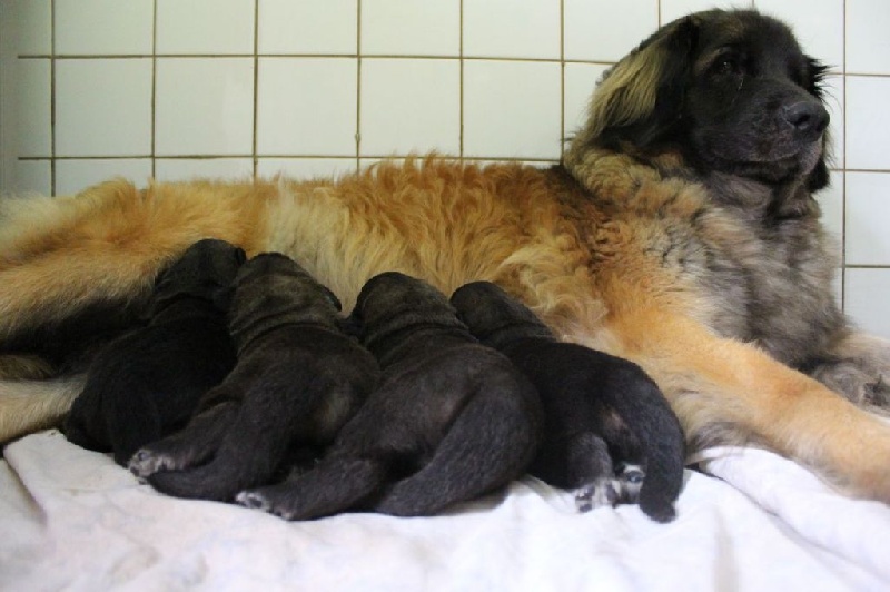 des lions de la ferronniere - Leonberger - Portée née le 02/08/2014