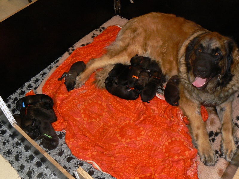 des lions de la ferronniere - Leonberger - Portée née le 24/09/2009