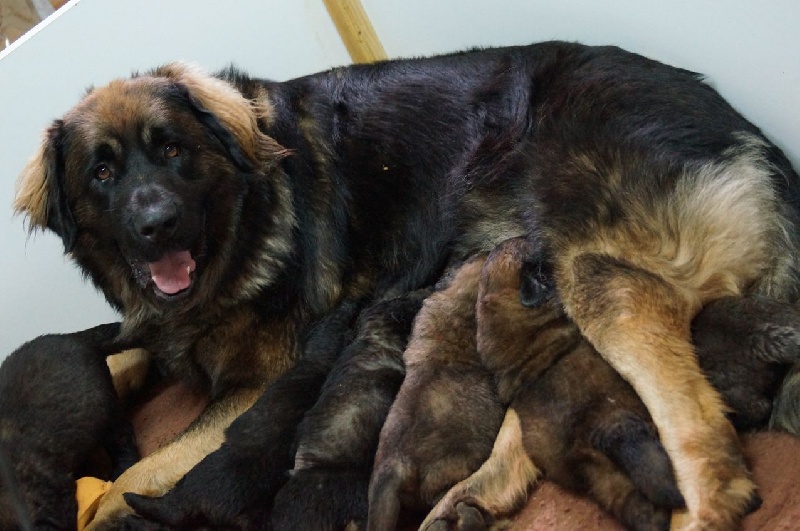 Chiot Leonberger des lions de la ferronniere