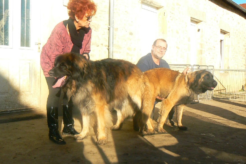 des lions de la ferronniere - Leonberger - Portée née le 13/01/2014