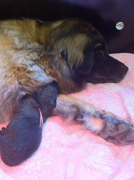 des lions de la ferronniere - Leonberger - Portée née le 25/09/2013