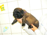 Chiot violette