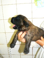 Chiot marron