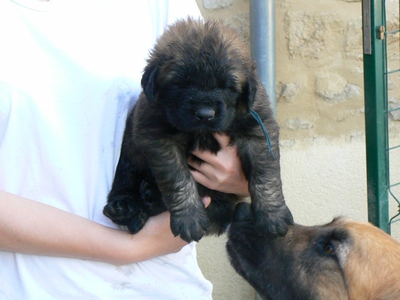 des lions de la ferronniere - Leonberger - Portée née le 06/06/2009