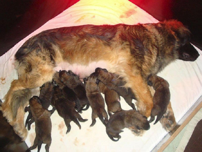 des lions de la ferronniere - Leonberger - Portée née le 08/04/2014